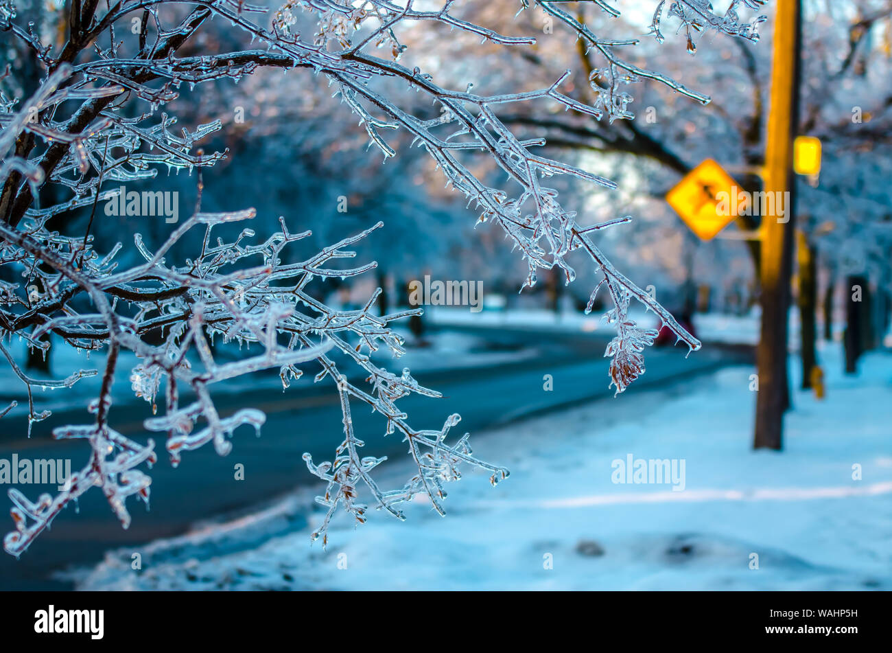 Frozen tree branches with yellow children crossing sign and road in the background. This photo was taken in Toronto after the 2013 ice storm. Stock Photo