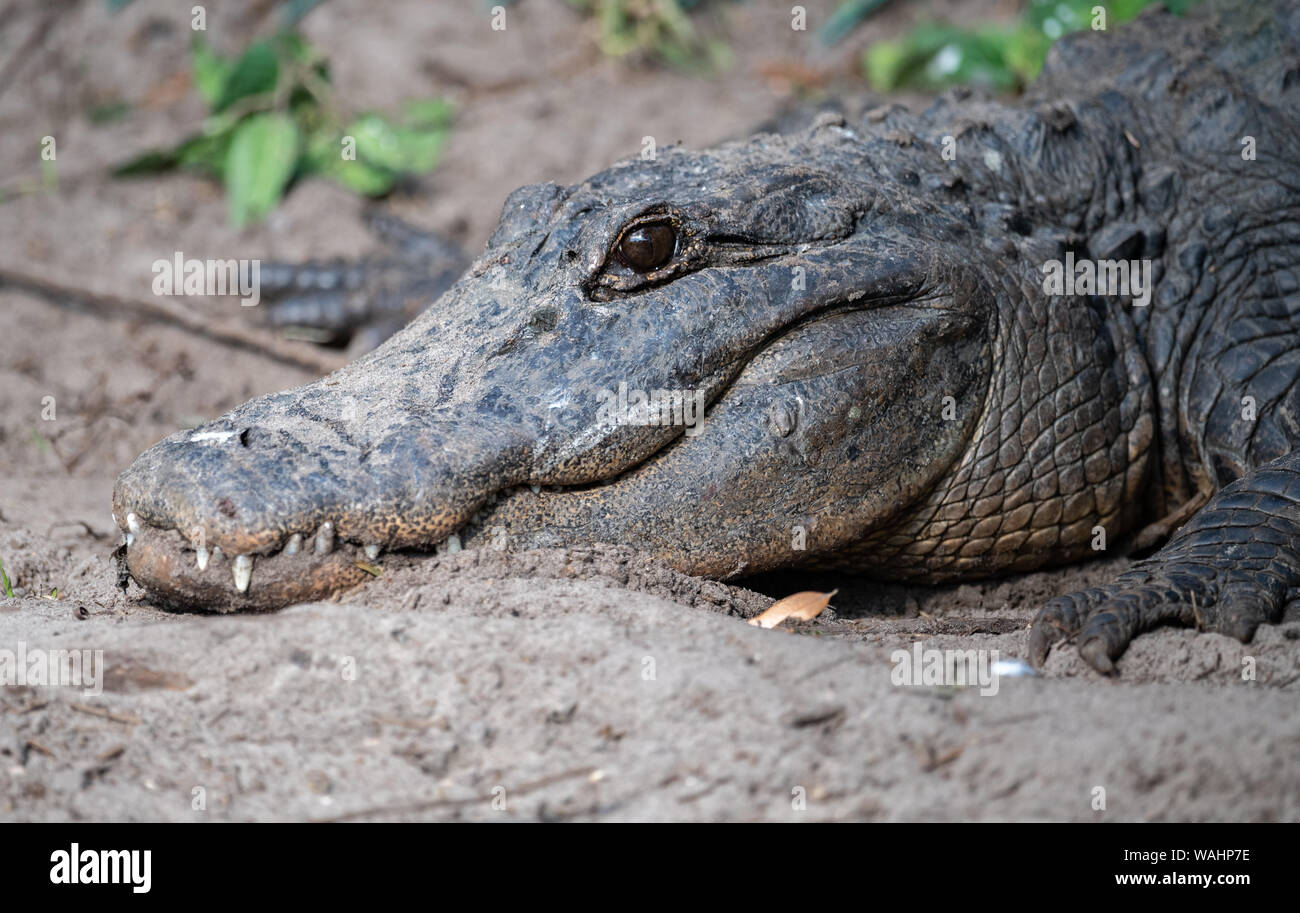 Alligator in the Everglades Stock Photo