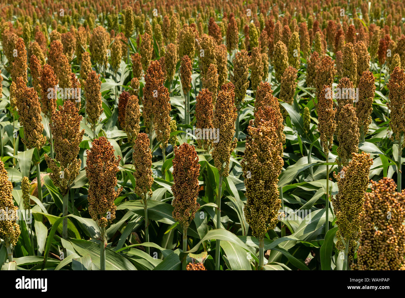 Millet or cereal crop in a field. It is widely cultivated in