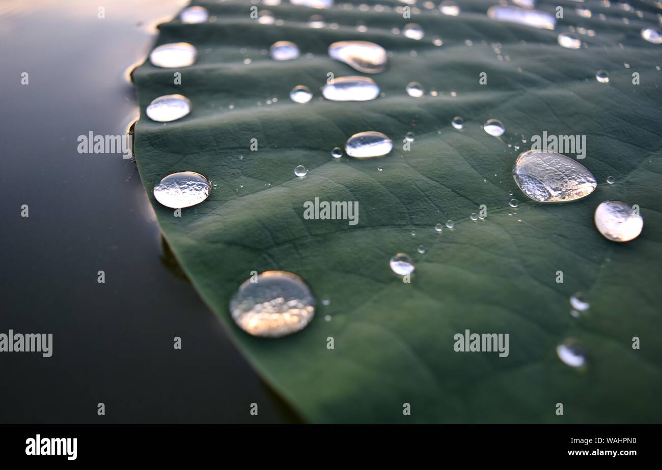 Lilyscape - Macro Shot of Still Drops of Water on Water Lily (Lily Pad) Stock Photo