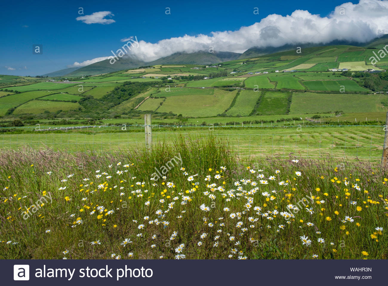Irish Wildflowers High Resolution Stock Photography and Images Alamy