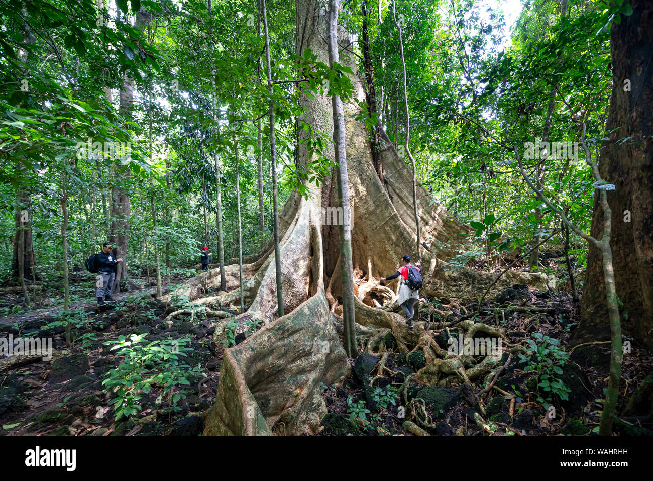 Nam Cat Tien National Park, Dong Nai Province, Vietnam, August 17, 2019: Female tourists are exploring rainforests and Giant tree Tetrameles nudiflora Stock Photo