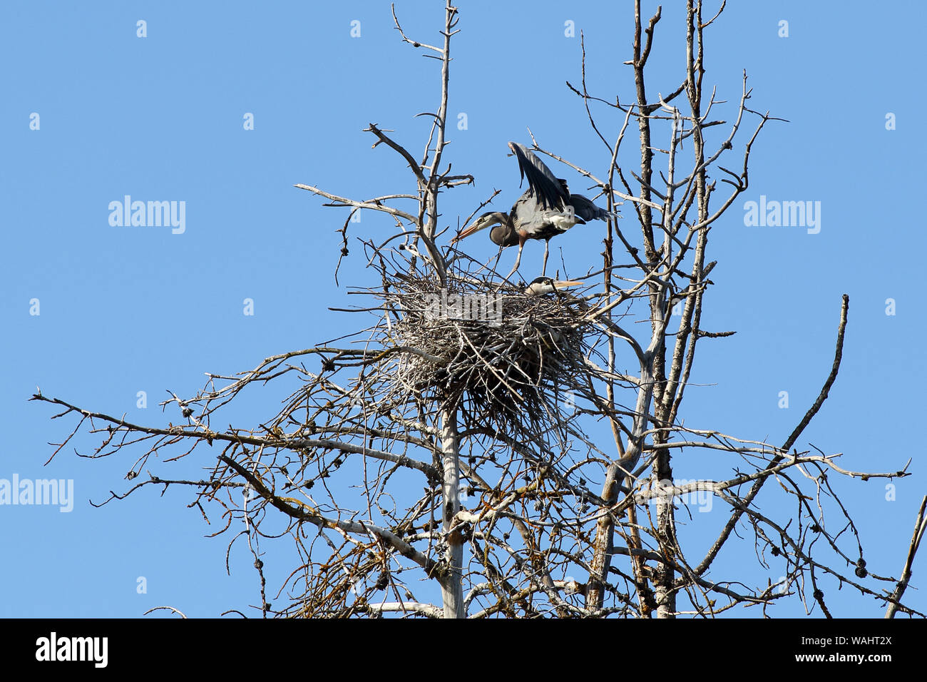 A pair of Great Blue Herons at their nest in a Rookery Stock Photo