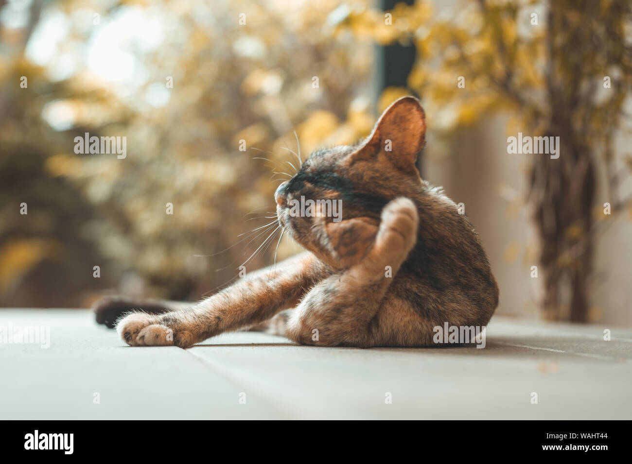 Portrait of brown cat scratching in nature Stock Photo