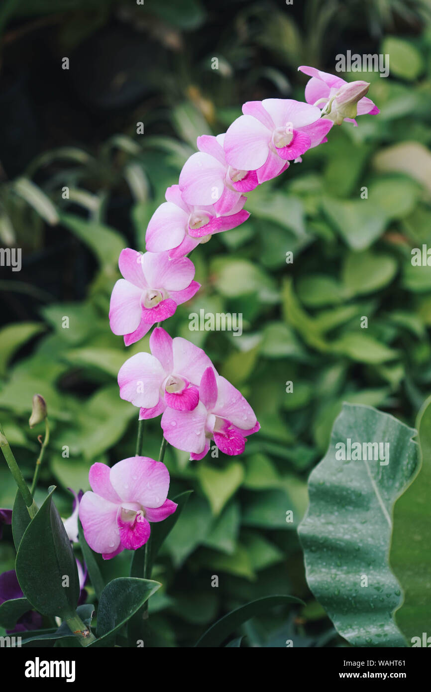 Violet Orchid attachment