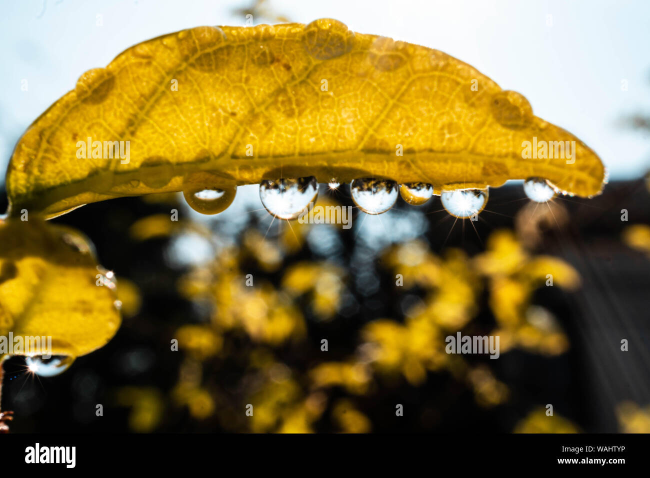 Water drops on leaves with sparkling Stock Photo Alamy