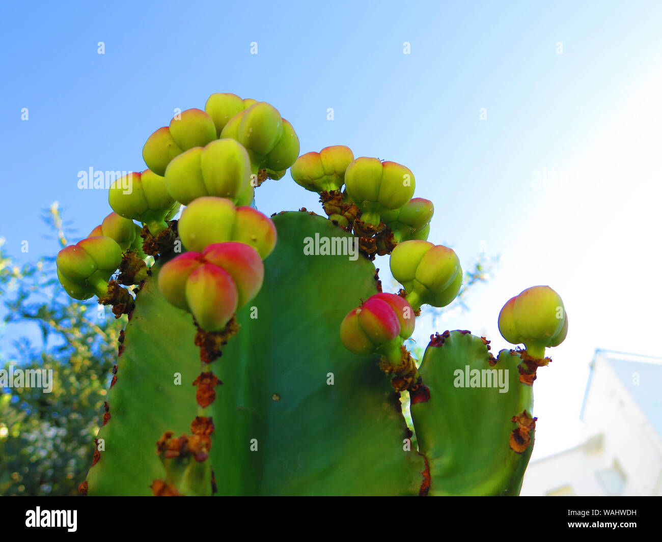 Large candelabra tree cactus with yellow flower buds in Andalusian
