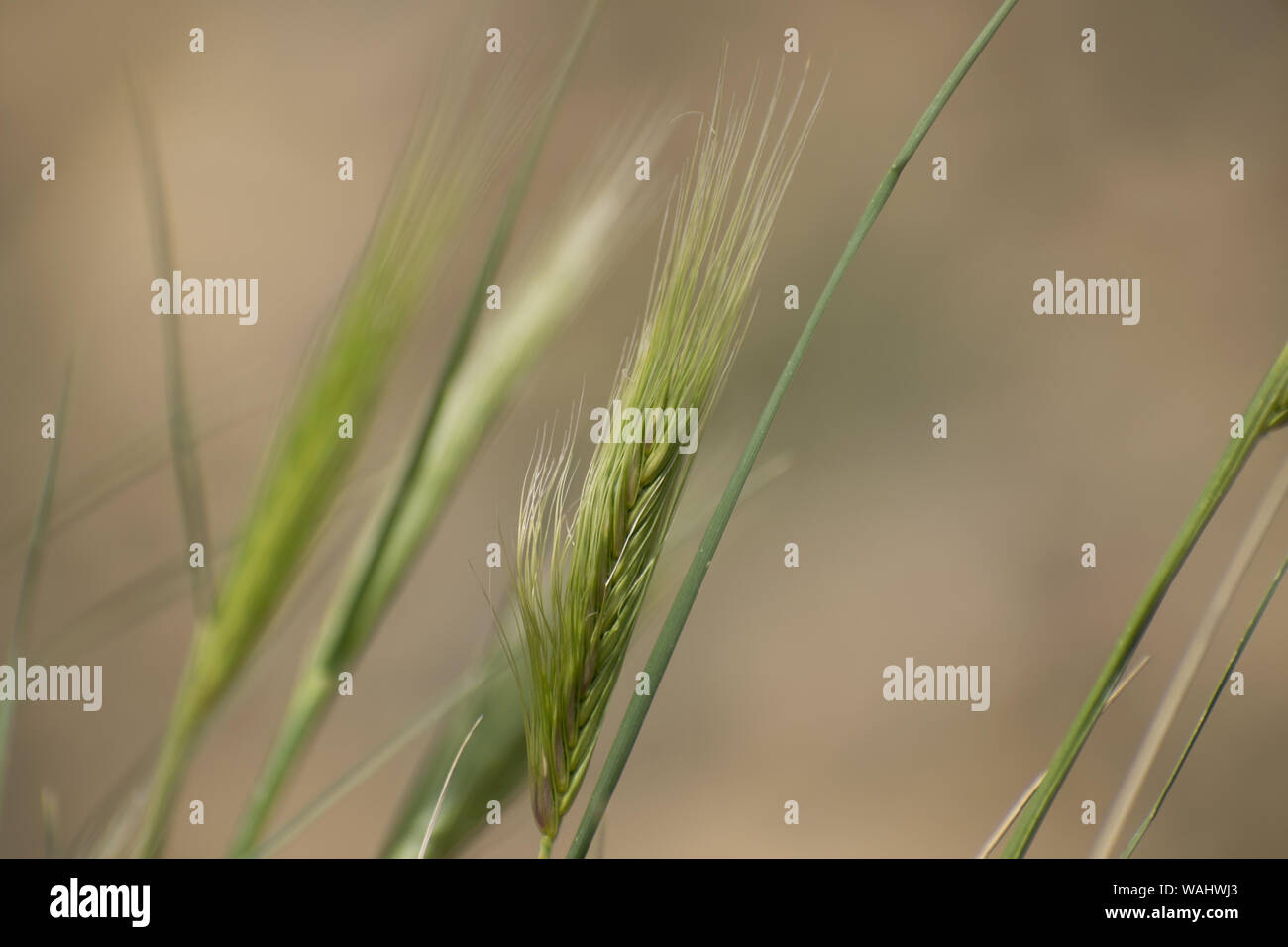 Beautiful wall barley Stock Photo Alamy