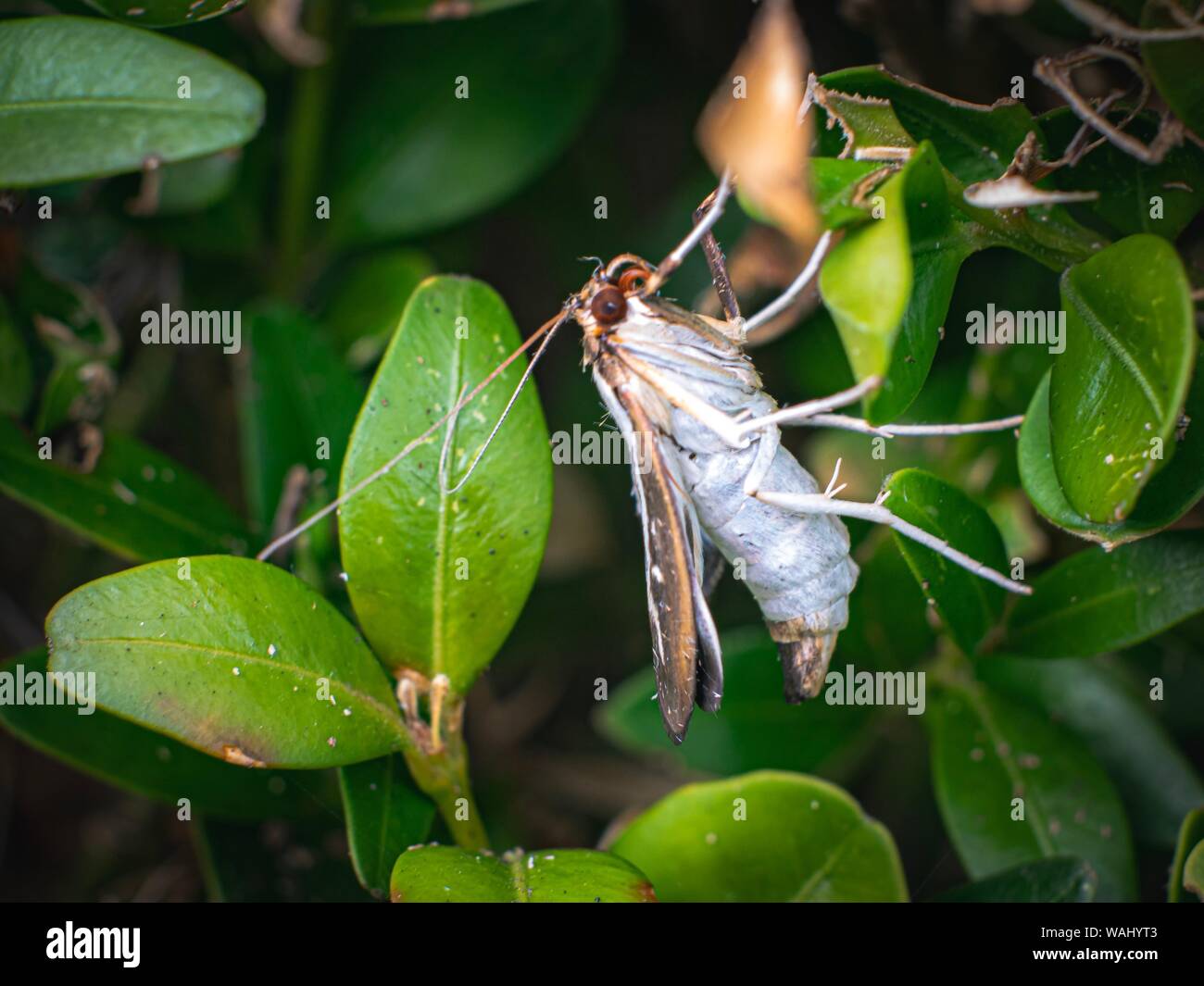 Box tree moth (cydalima perspectalis) - death of the Buxus Stock Photo