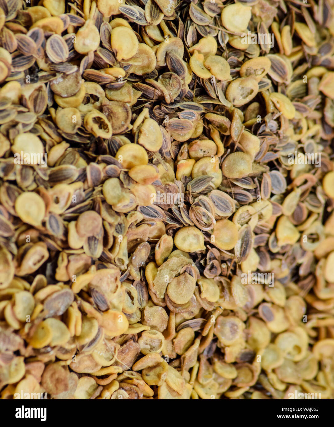 Seeds of tomato and dill. Seeds suspended for sowing. Tomato seeds and