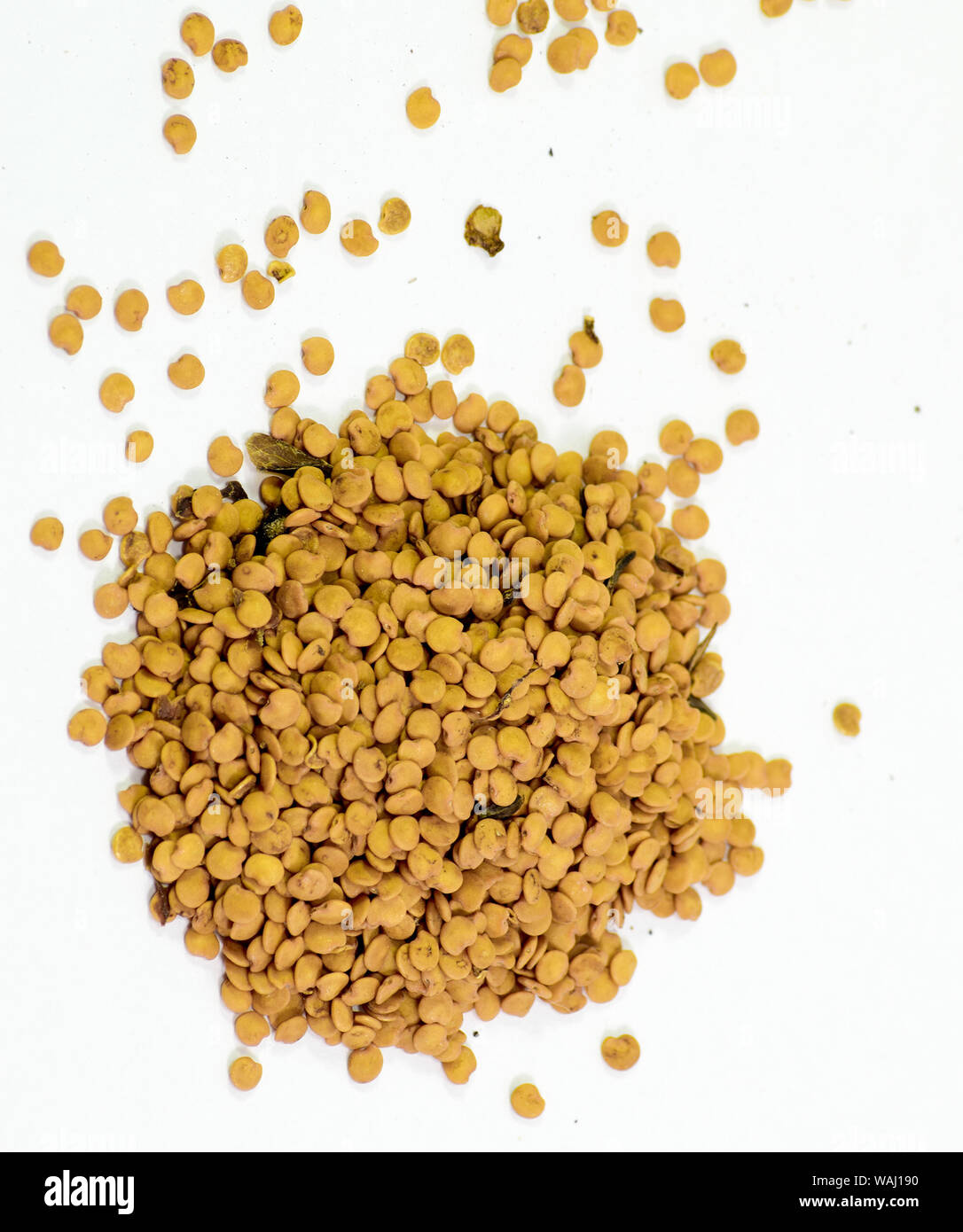 Seeds of tomato. Seeds suspended for sowing. Tomato seeds Stock Photo