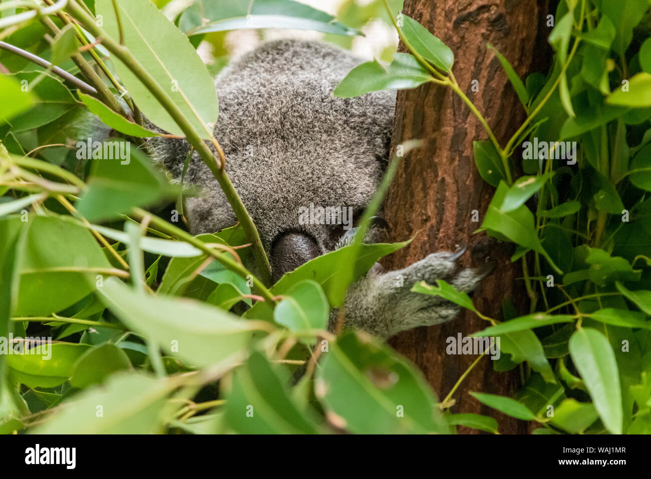 Animal koala hi-res stock photography and images - Alamy
