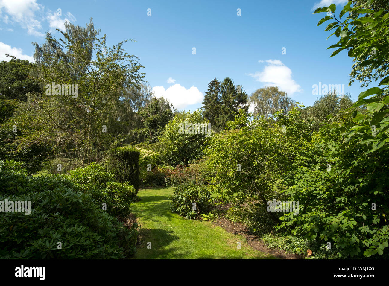 Summer garden yew bush background image Stock Photo