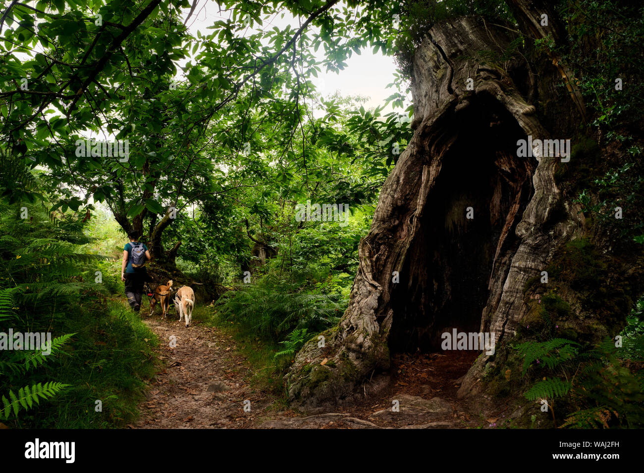Walk in family with our rescued dogs during our holidays in Asturias (Spain). Stock Photo