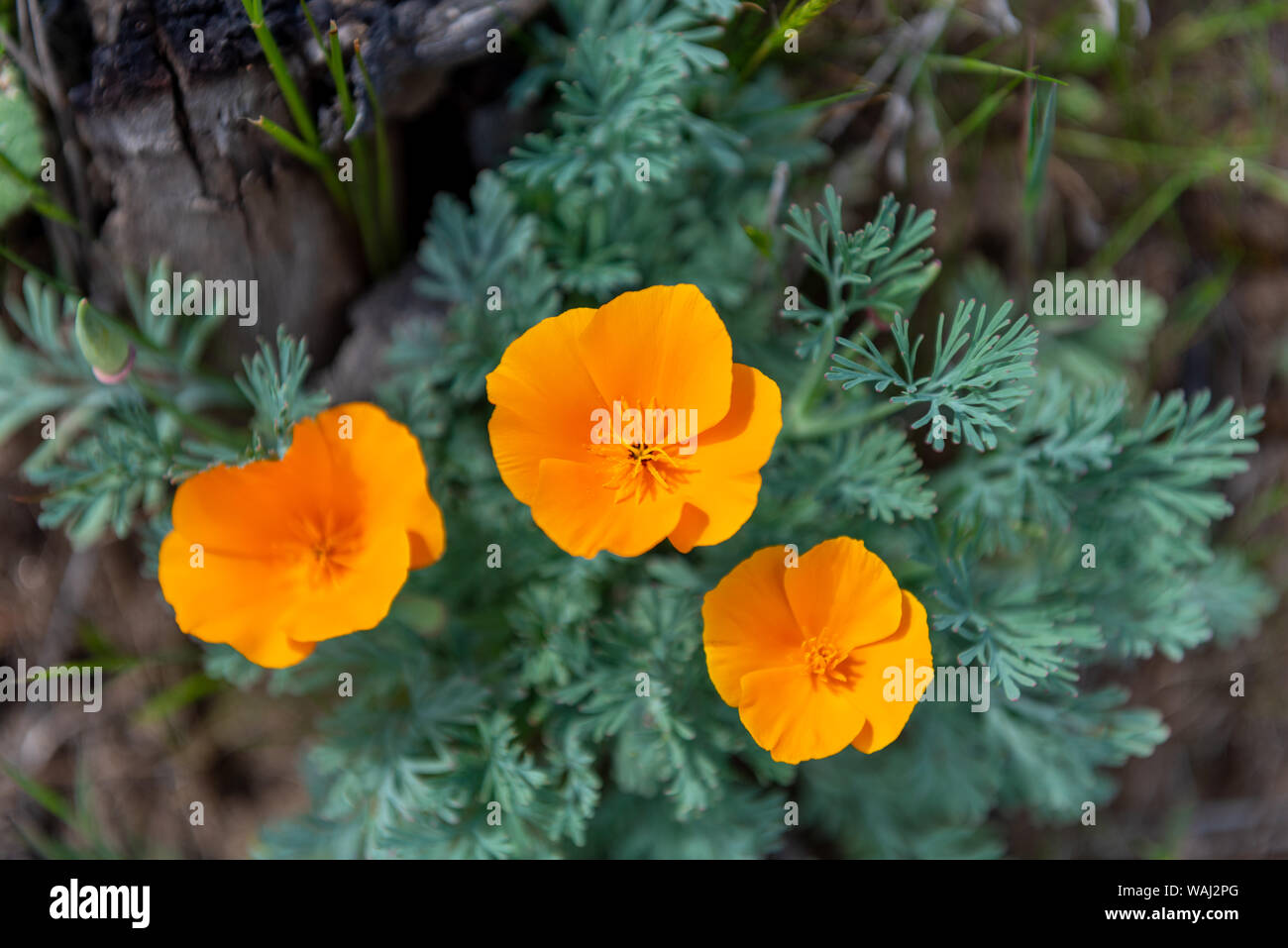 Orange poppy flowers growing inside sand Stock Photo Alamy