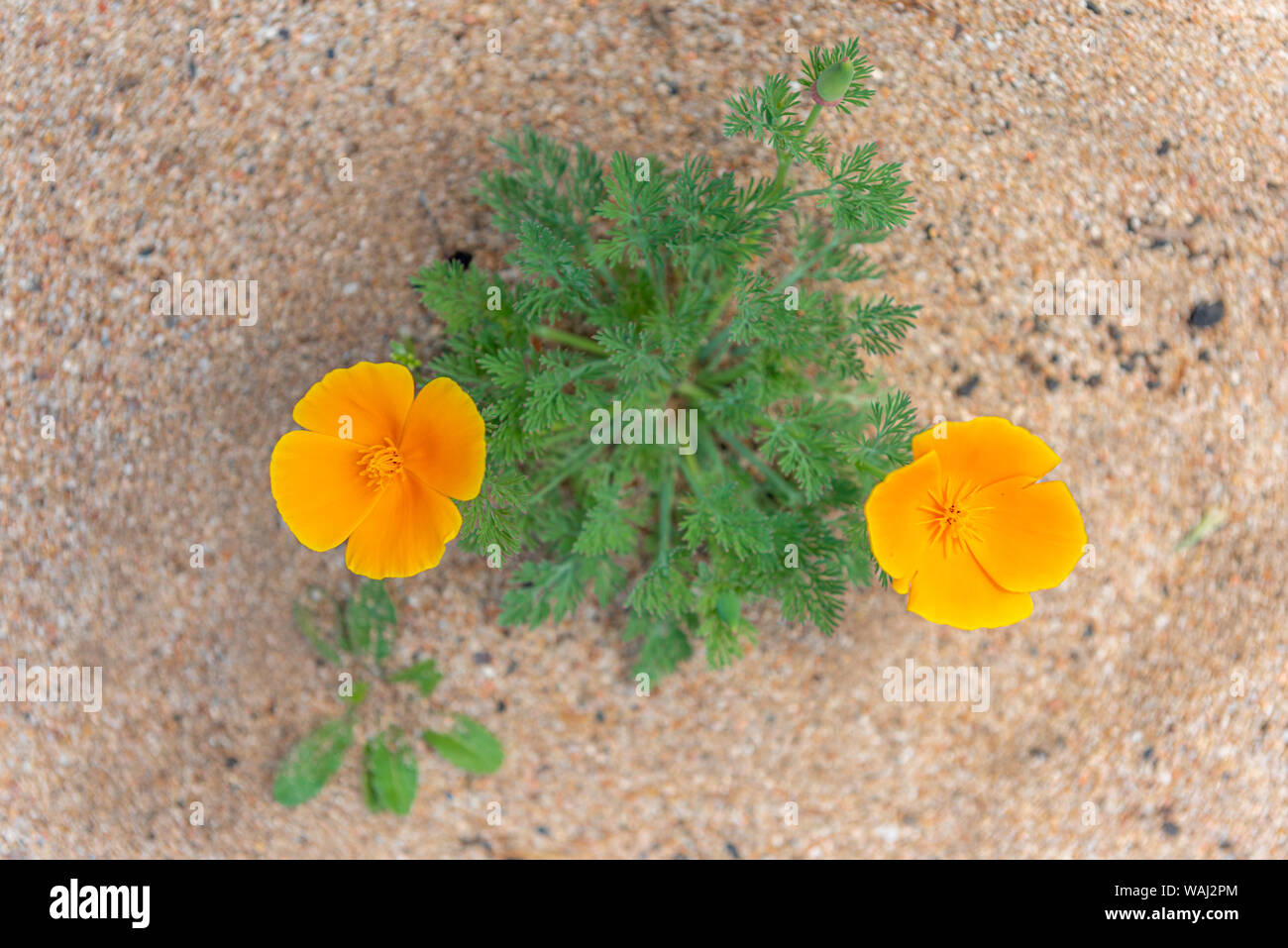 Orange poppy flowers growing inside sand Stock Photo Alamy