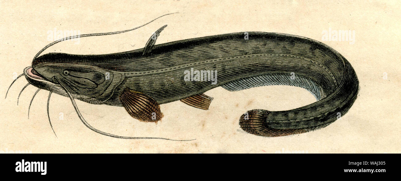 Poisson Chat High Resolution Stock Photography And Images Alamy Poisson Chat High Resolution Stock Photography And Images Alamy