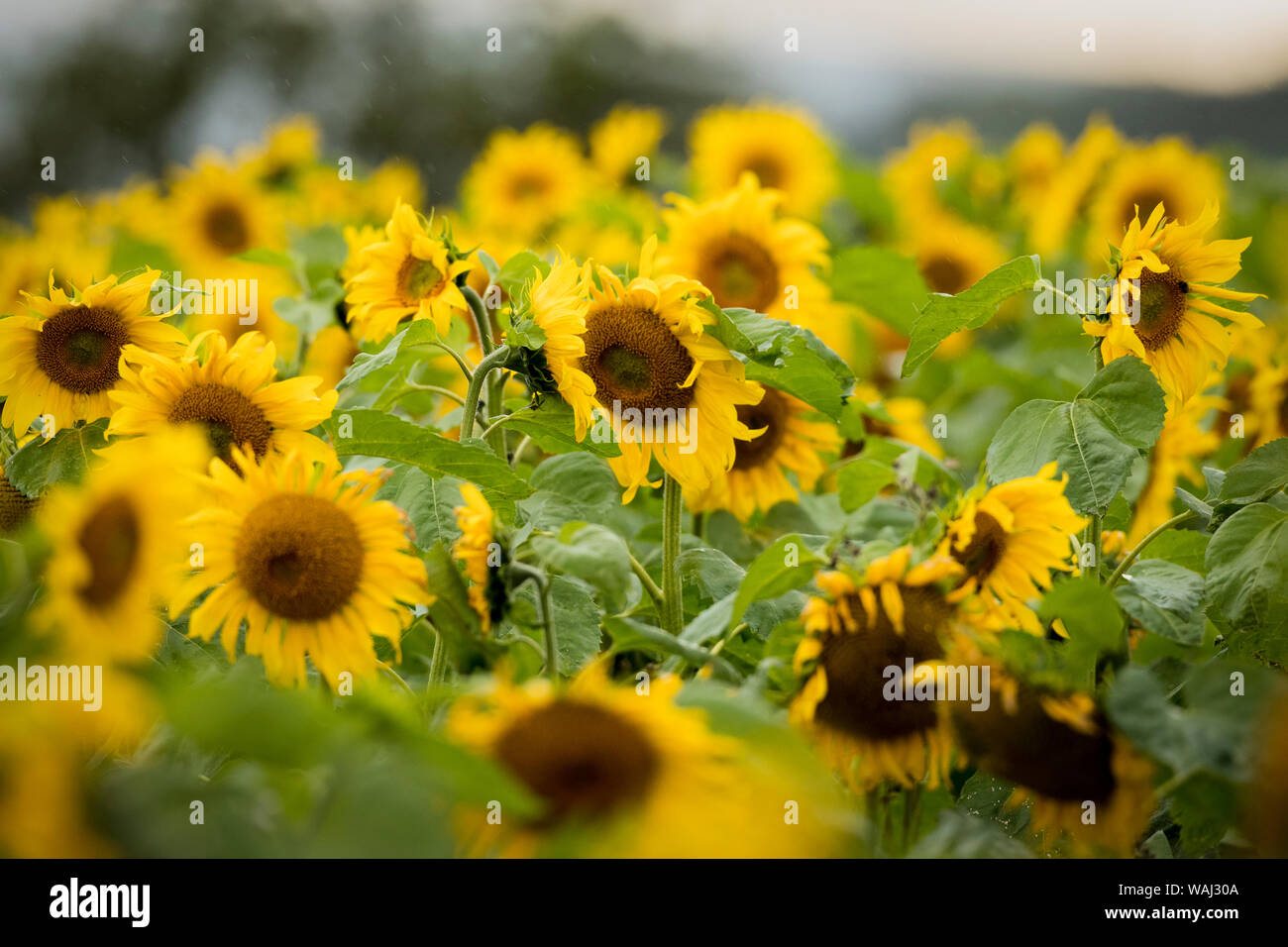 Sunflowers soaking up the sunshine in the Portglenone Sunflower Field