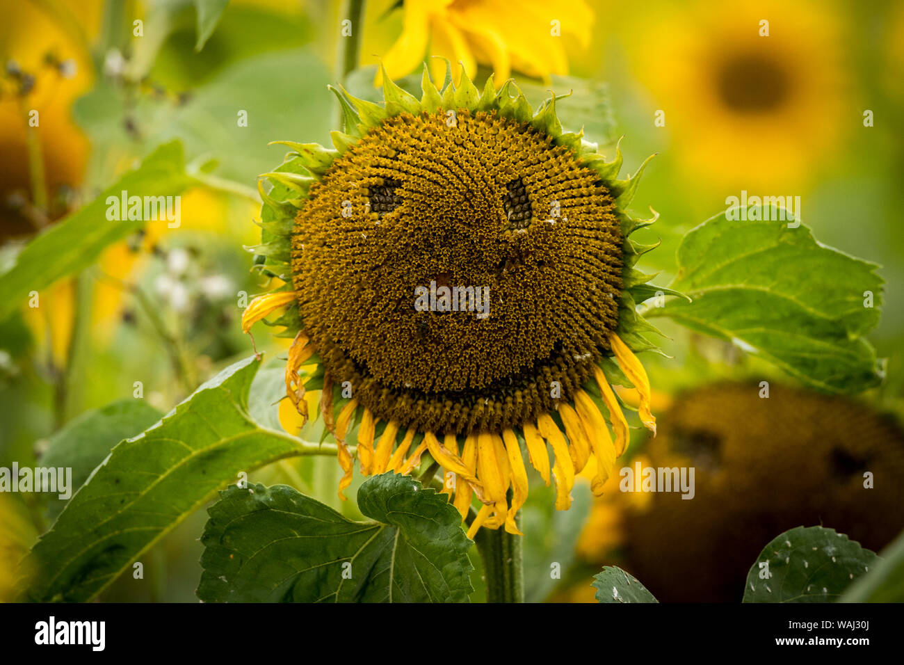 A sunflower showing off a smiley face in the Portglenone Sunflower Field, Northern Ireland. Stock Photo