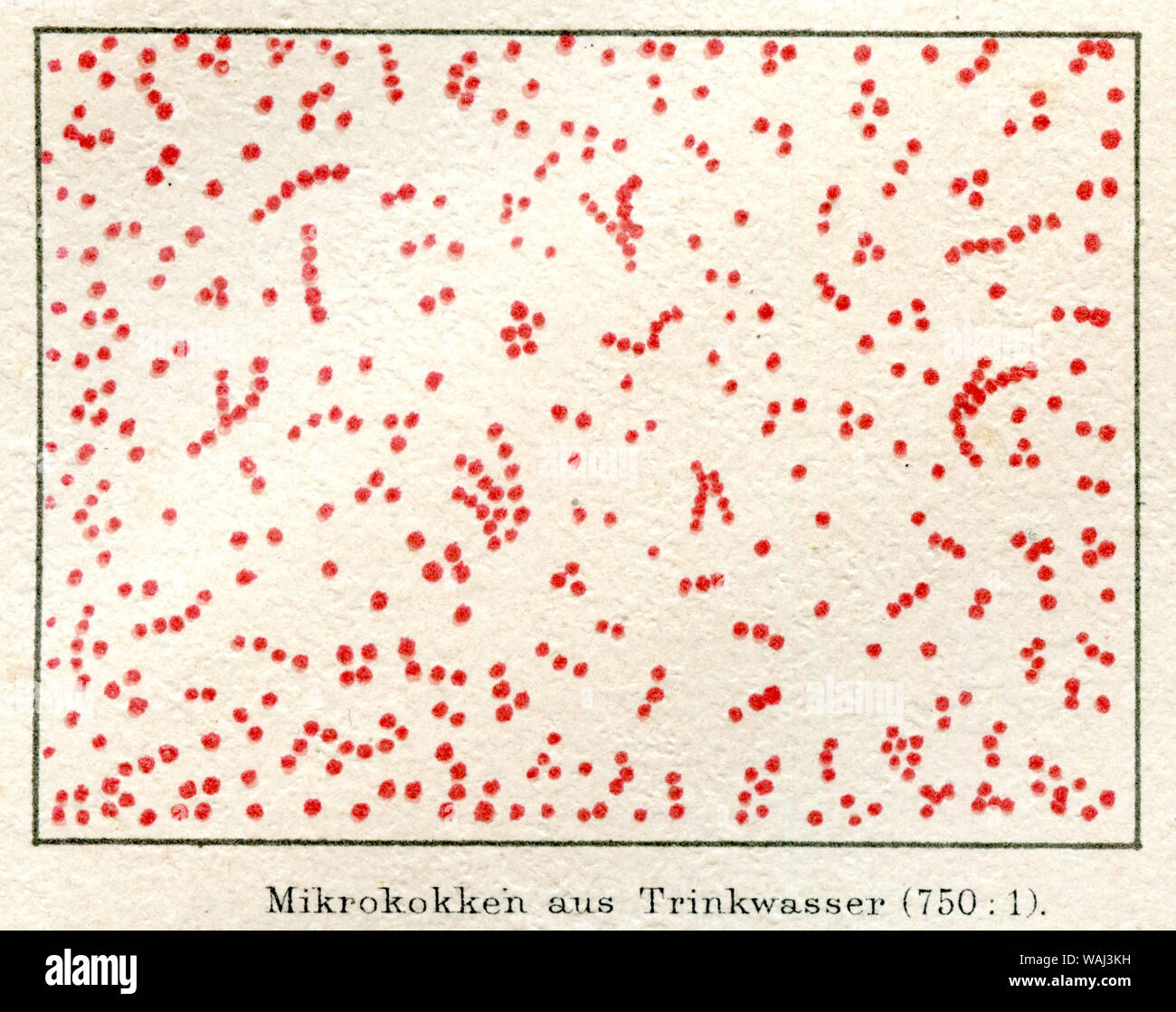 Micrococci from drinking water under the microscope (750 : 1) ,  (encyclopedia, 1885) Stock Photo