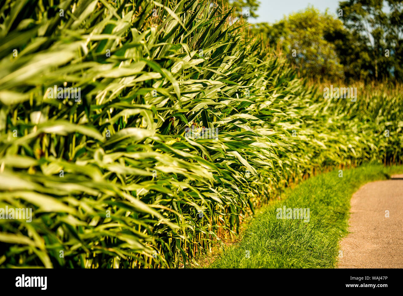 corn, field with growing maize Stock Photo Alamy