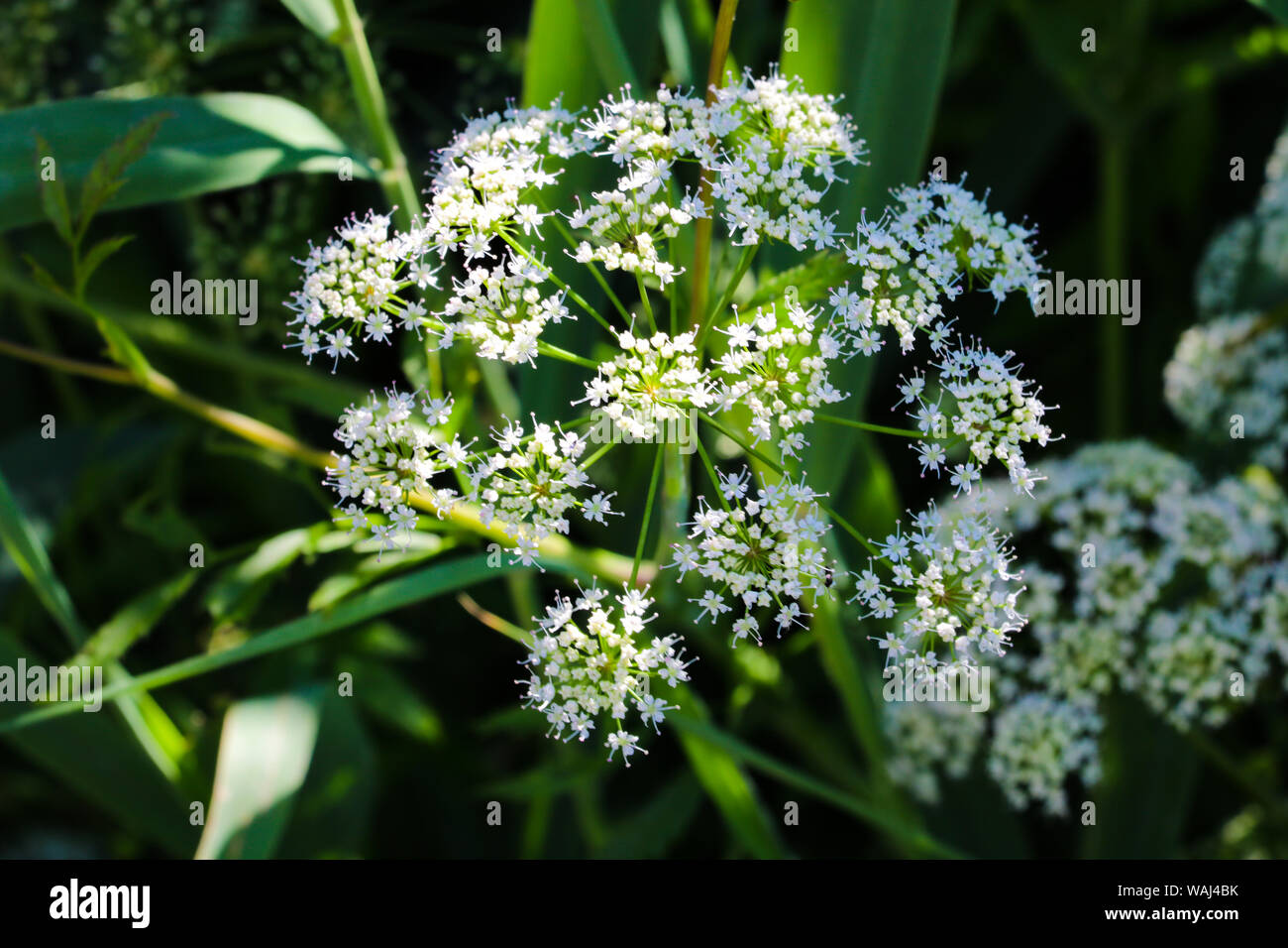 Aegopodium. The most well-known member is the Aegopodium podagraria, the ground elder also known as snow-on-the-mountain, Bishop's weed, goutweed, nat Stock Photo
