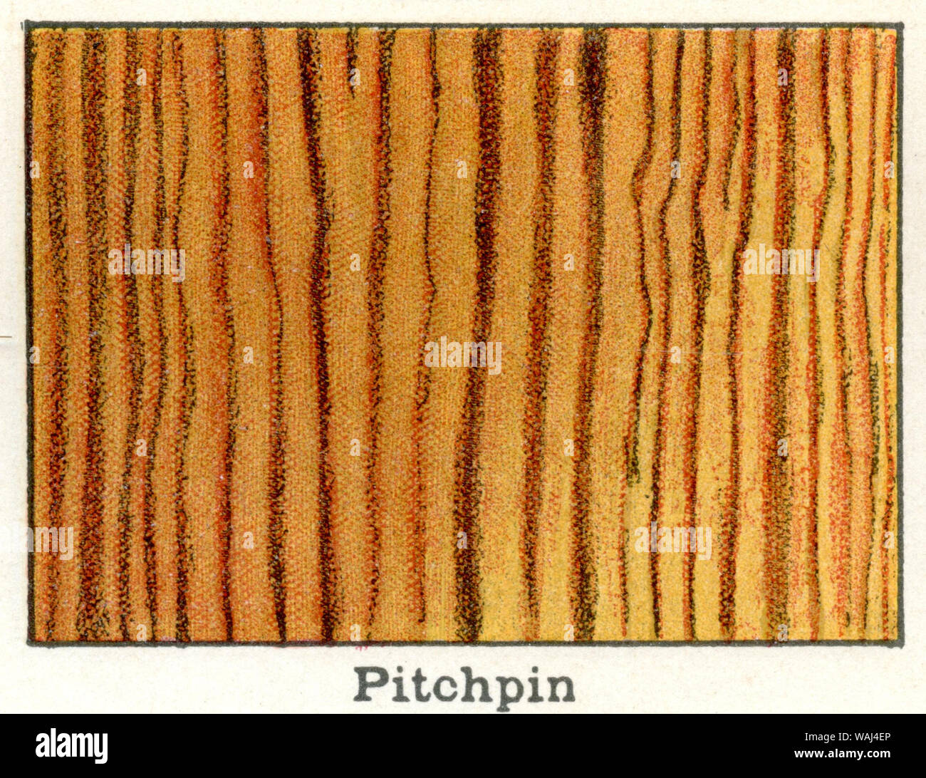 Wood species pitch pine , (encyclopedia, 1910 Stock Photo Alamy