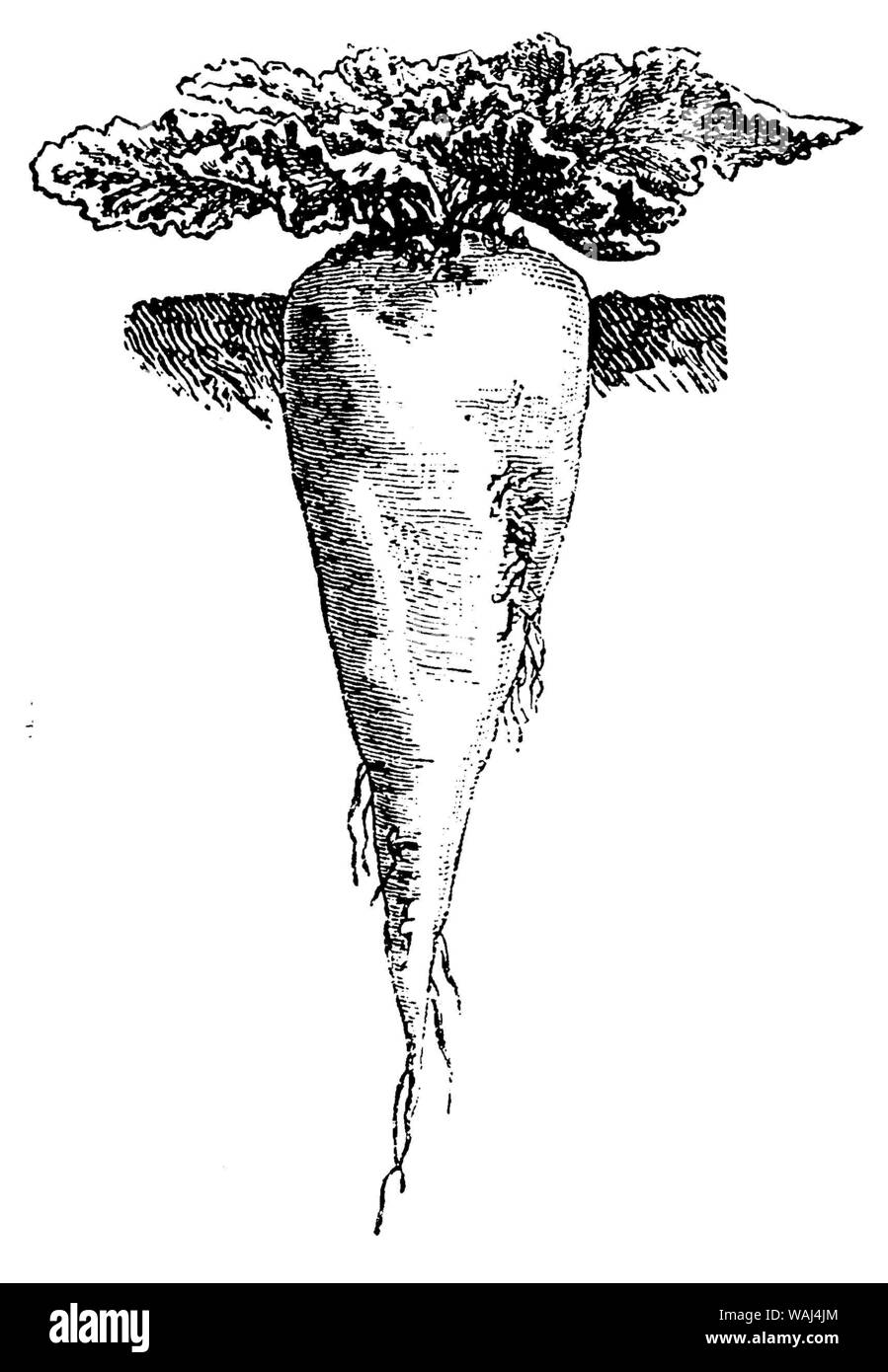 Sugar beet, variety 'Imperial' Stock Photo Alamy