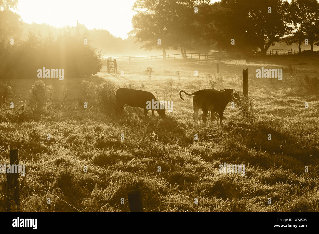 Cows grazing in a field meadow at sunrise with sun rays shining through ...
