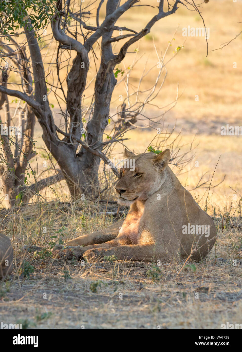 Africa, Botswana, Chobe National Park. Female lion resting in tree shade. Credit as: Wendy Kaveney / Jaynes Gallery / DanitaDelimont.com Stock Photo