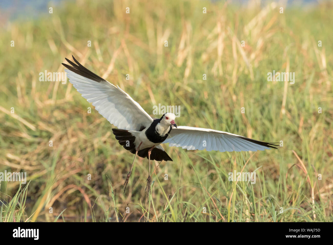 Africa, Botswana, Chobe National Park. Long-toed lapwing in flight ...