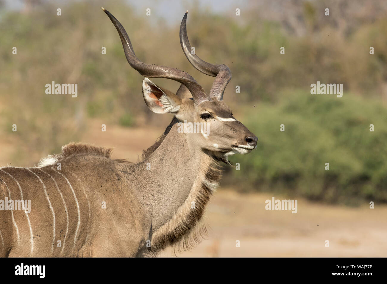 Horn fly hi-res stock photography and images - Alamy