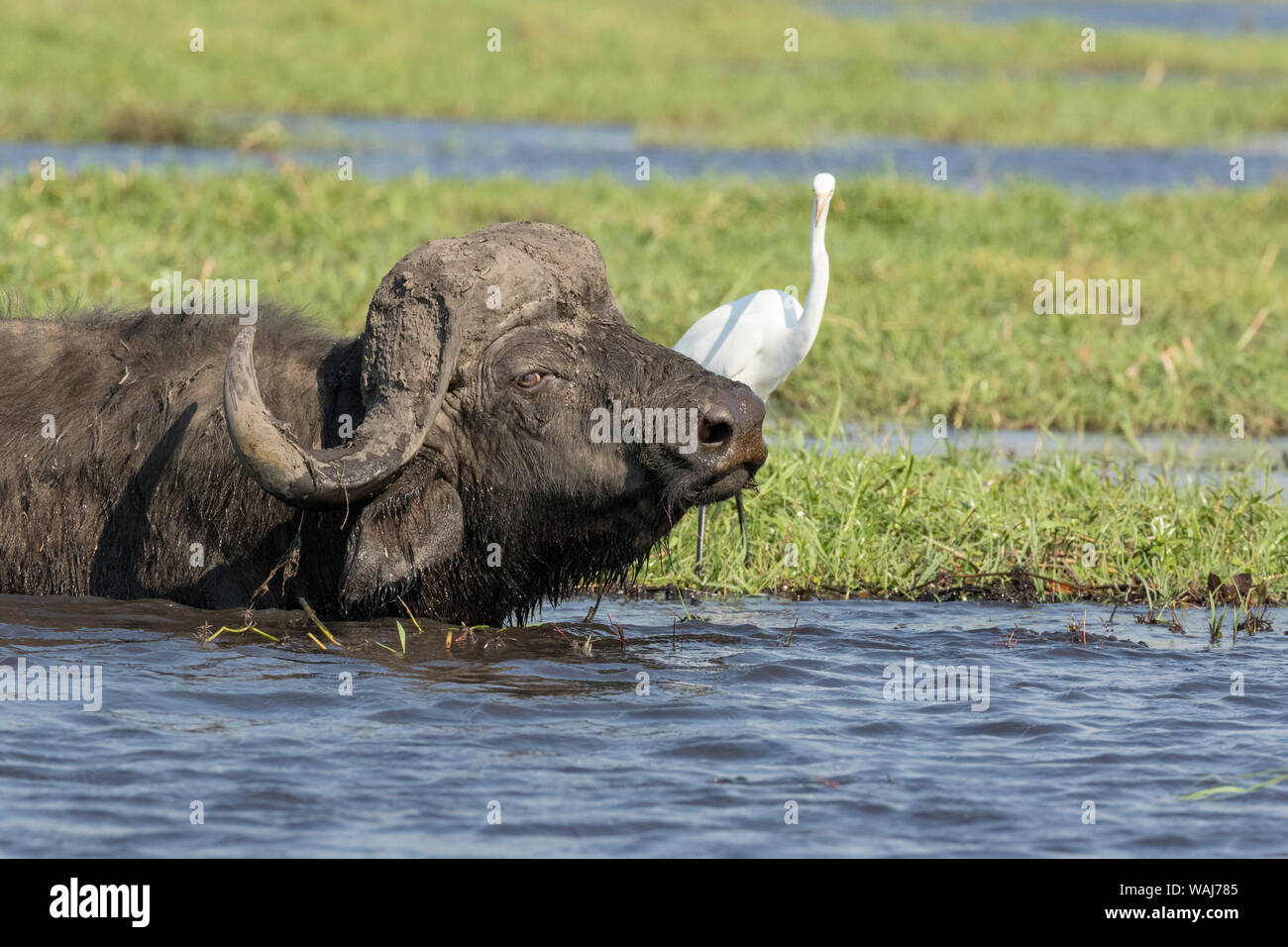 Africa, Botswana, Chobe National Park. Cape buffalo and egret on riverbank. Credit as: Wendy Kaveney / Jaynes Gallery / DanitaDelimont.com Stock Photo