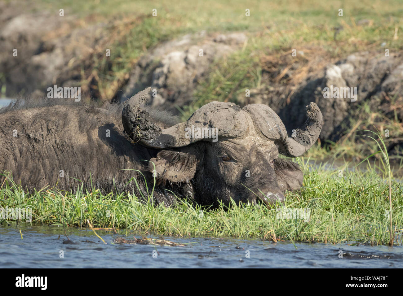 Africa, Botswana, Chobe National Park. Cape Buffalo resting on riverbank. Credit as: Wendy Kaveney / Jaynes Gallery / DanitaDelimont.com Stock Photo