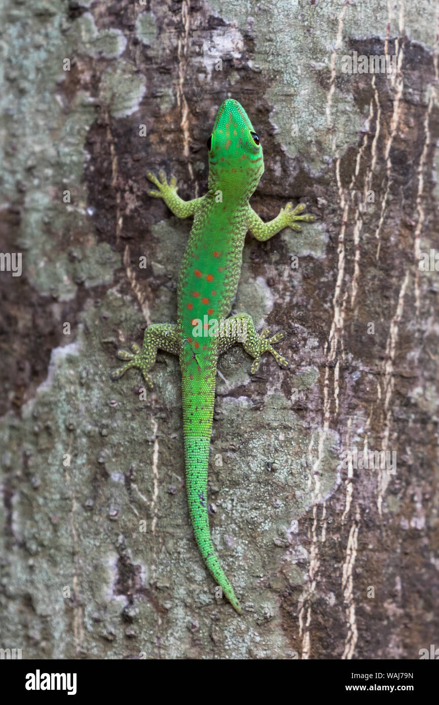 Africa, Madagascar, Le Parc National Tsingy de Bemaraha. This brightly colored day gecko (Phelsuma grandis) resting on the trunk of a tree. Stock Photo