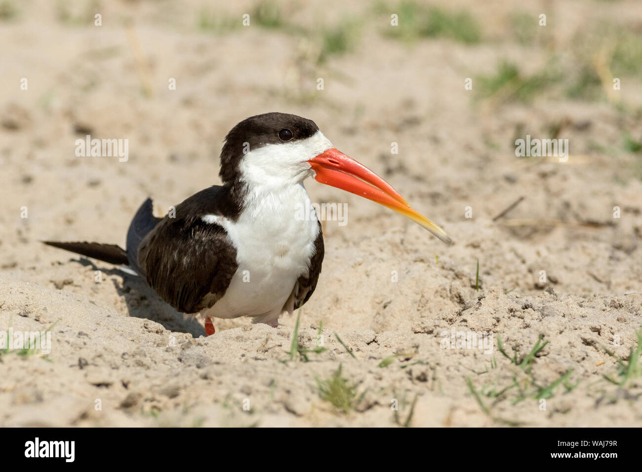 Africa, Botswana, Chobe National Park. African skimmer close-up. Credit as: Wendy Kaveney / Jaynes Gallery / DanitaDelimont.com Stock Photo