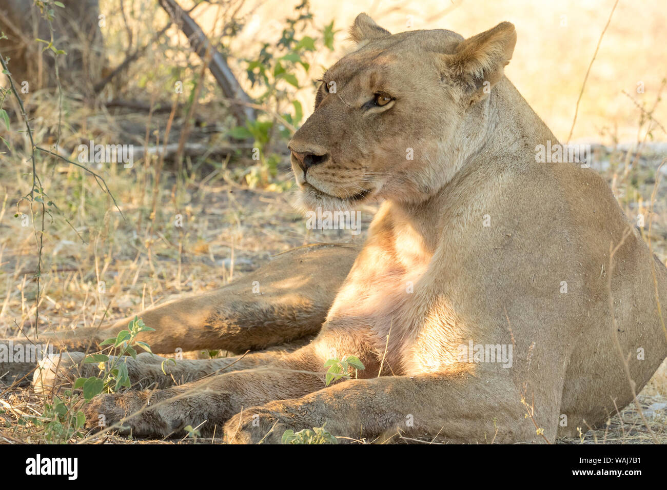 Africa, Botswana, Chobe National Park. Female lion resting in tree shade. Credit as: Wendy Kaveney / Jaynes Gallery / DanitaDelimont.com Stock Photo