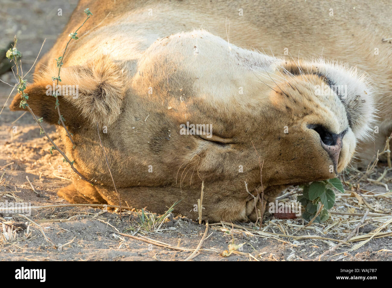 Africa, Botswana, Chobe National Park. Close-up of resting lioness. Credit as: Wendy Kaveney / Jaynes Gallery / DanitaDelimont.com Stock Photo