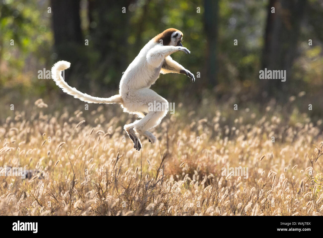 Africa, Madagascar, Berenty Reserve. A Verreaux's sifaka (Propithecus verreauxi) dancing from place to place where there are no trees. Stock Photo