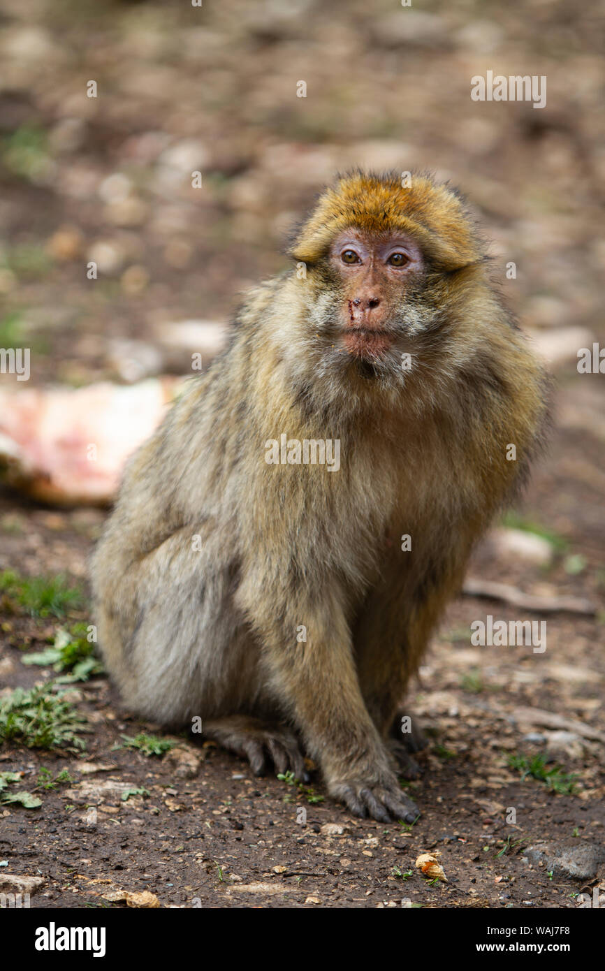 Atlas Mountains, Morocco. Barbary macaque Stock Photo