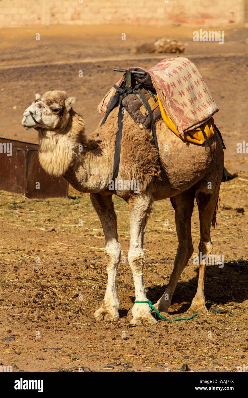 Merzouga, Erg Chebbi, Sahara Desert. Camel wearing a saddle Stock Photo