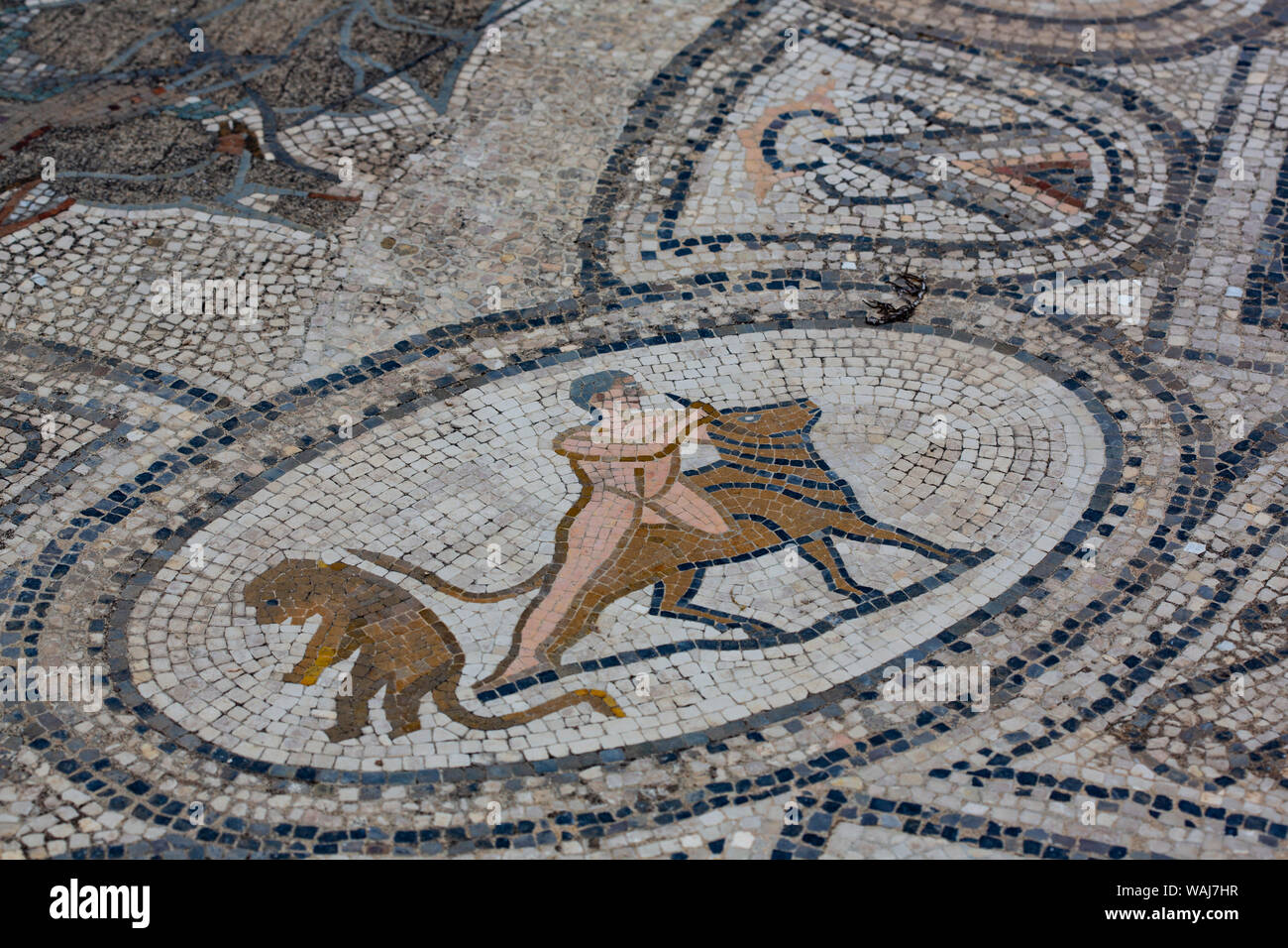 Volubilis, Morocco. Monkey, man, cow mosaic tile Stock Photo