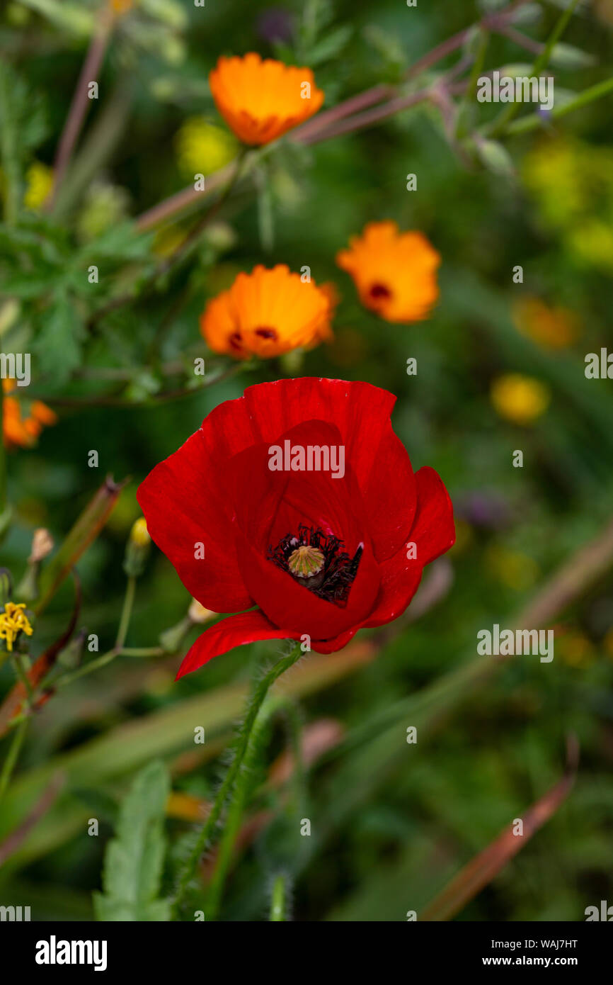 Fez, Morocco. Red poppy and orange flowers in a field Stock Photo