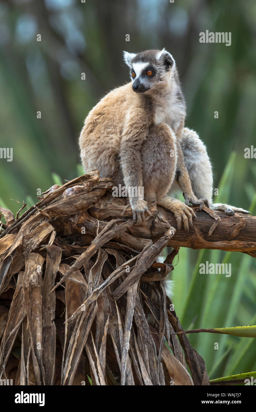 Africa, Madagascar, Amboasary, Berenty Reserve. Portrait of a ring-tailed lemur sitting on an old agave plant. Stock Photo