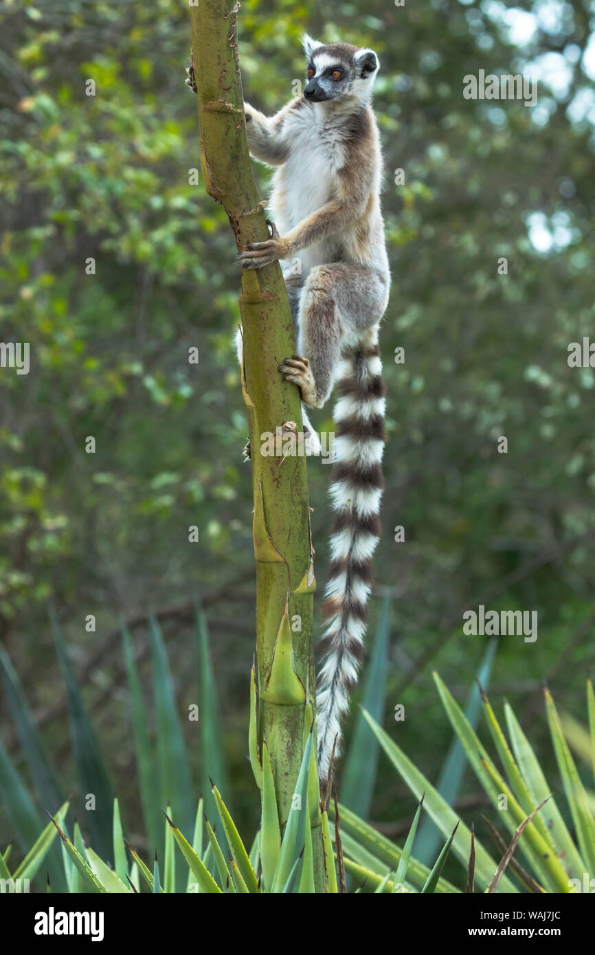Africa, Madagascar, Amboasary, Berenty Reserve. Ring-tailed lemur clinging to a stalk of an agave plant. Stock Photo