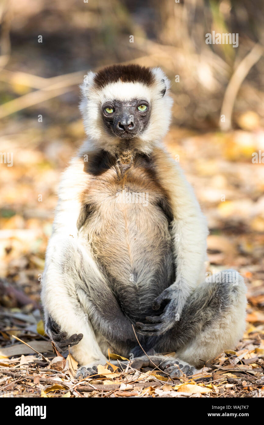 Africa, Madagascar, Berenty Reserve. Verreaux's sifaka sitting in the early morning sun with its belly exposed for warmth. Stock Photo