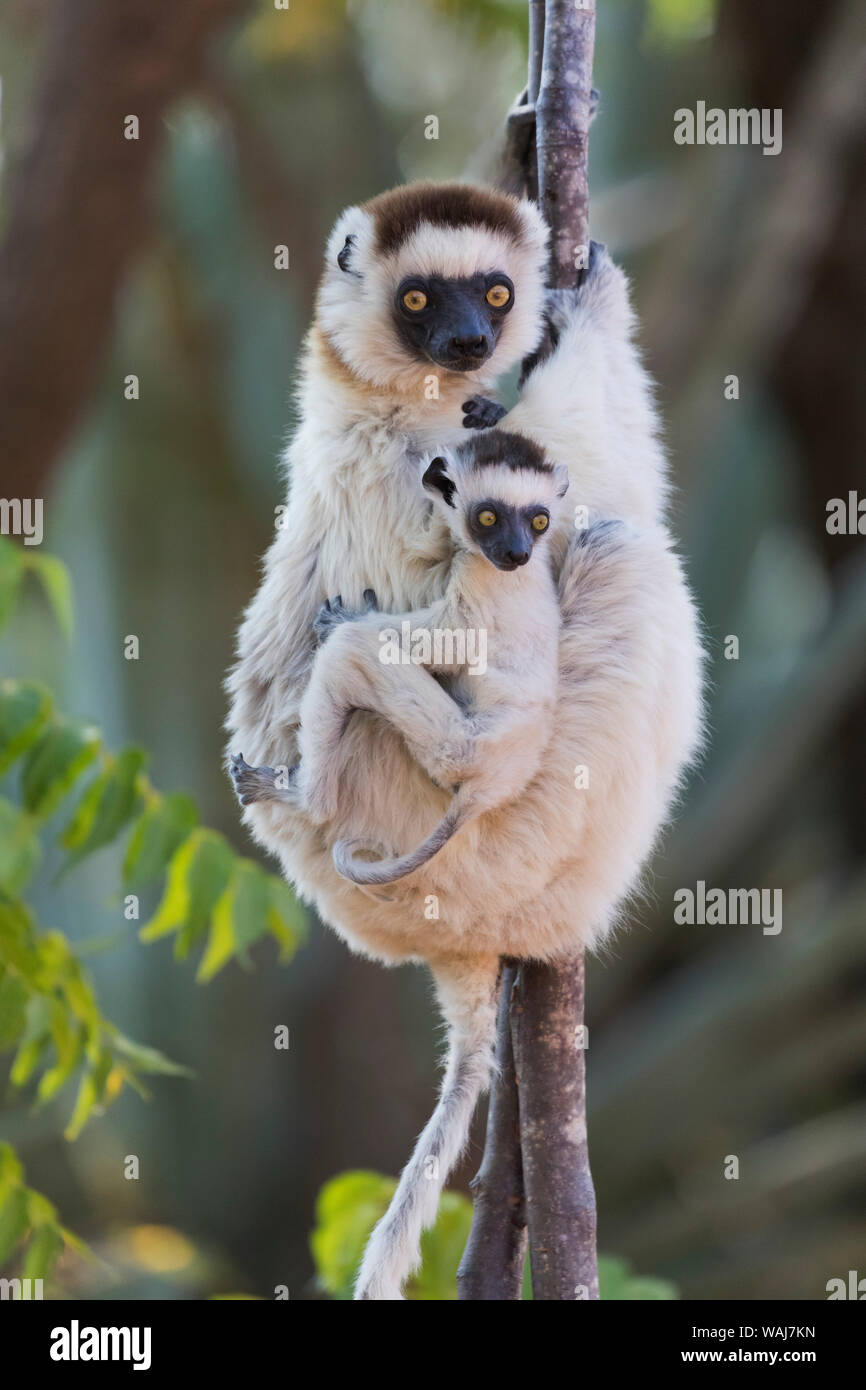Africa, Madagascar, Berenty Reserve. Verreaux's sifaka with her baby. Stock Photo