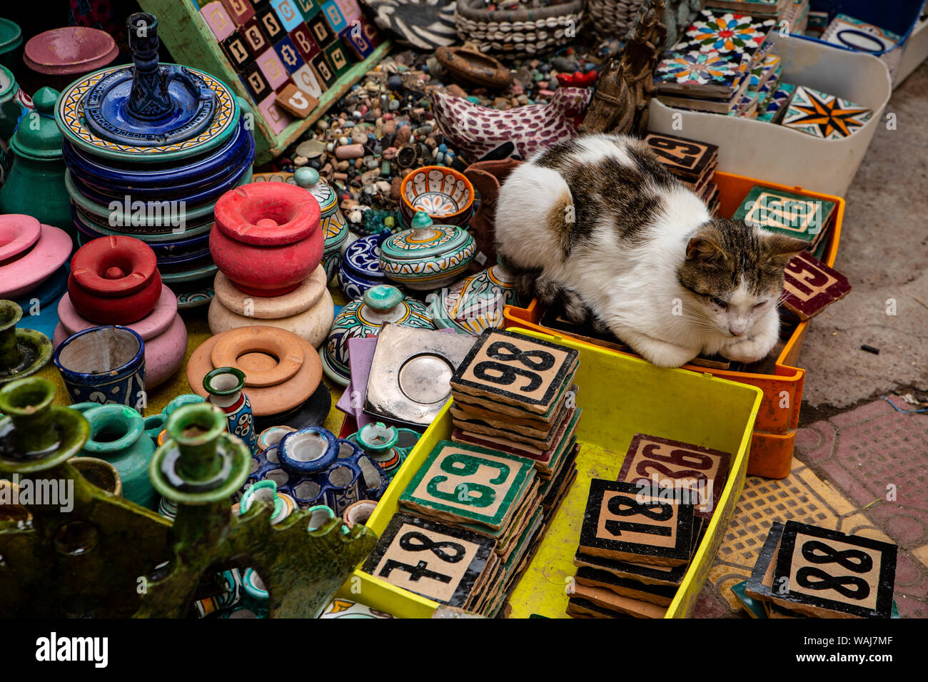 Marrakech, Morocco. Calico cat sitting on ceramic tiles and pottery Stock Photo