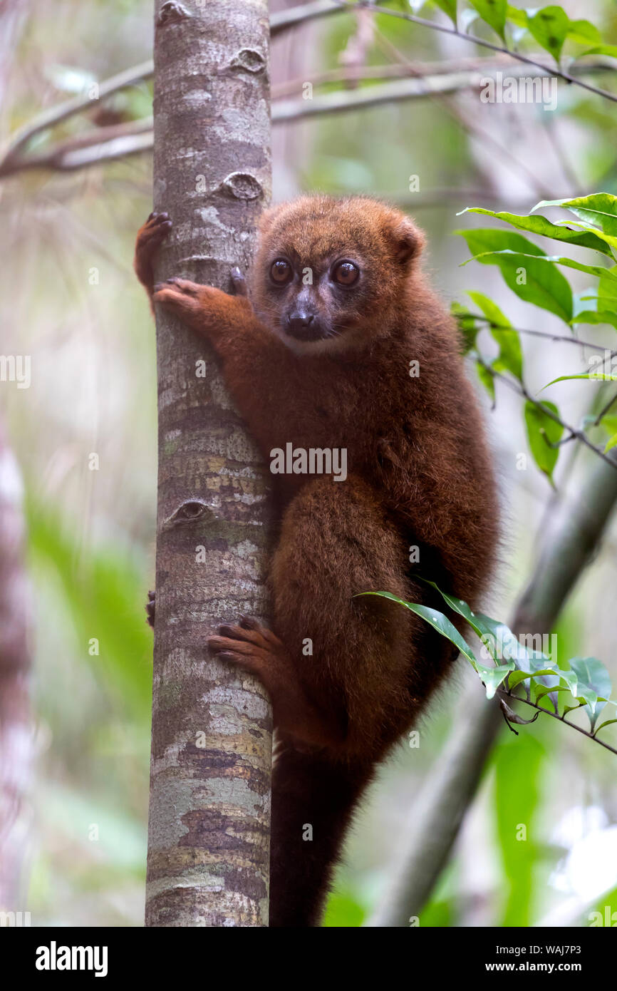 Africa, Madagascar, Akanin'ny Nofy Reserve. Female red-bellied lemur clinging to a tree trunk. Stock Photo