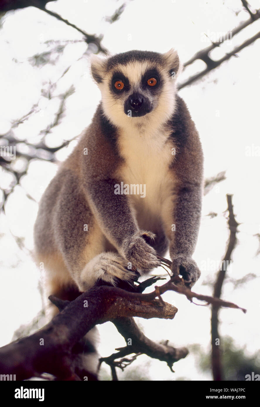 Ring-tailed lemurs (Lemur catta), Madagascar, captive Stock Photo